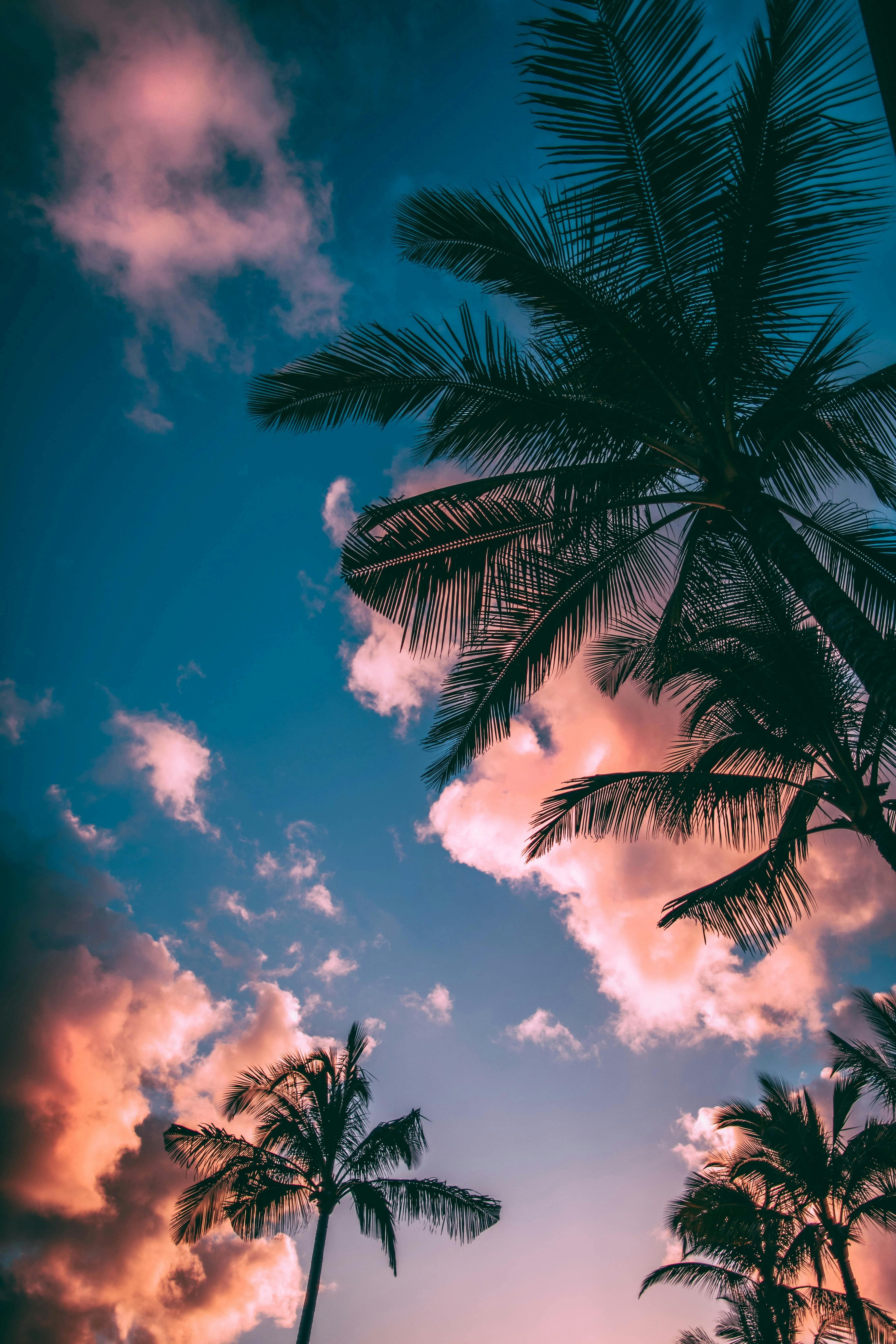 Swaying palm trees along the Hawaiian coastline
