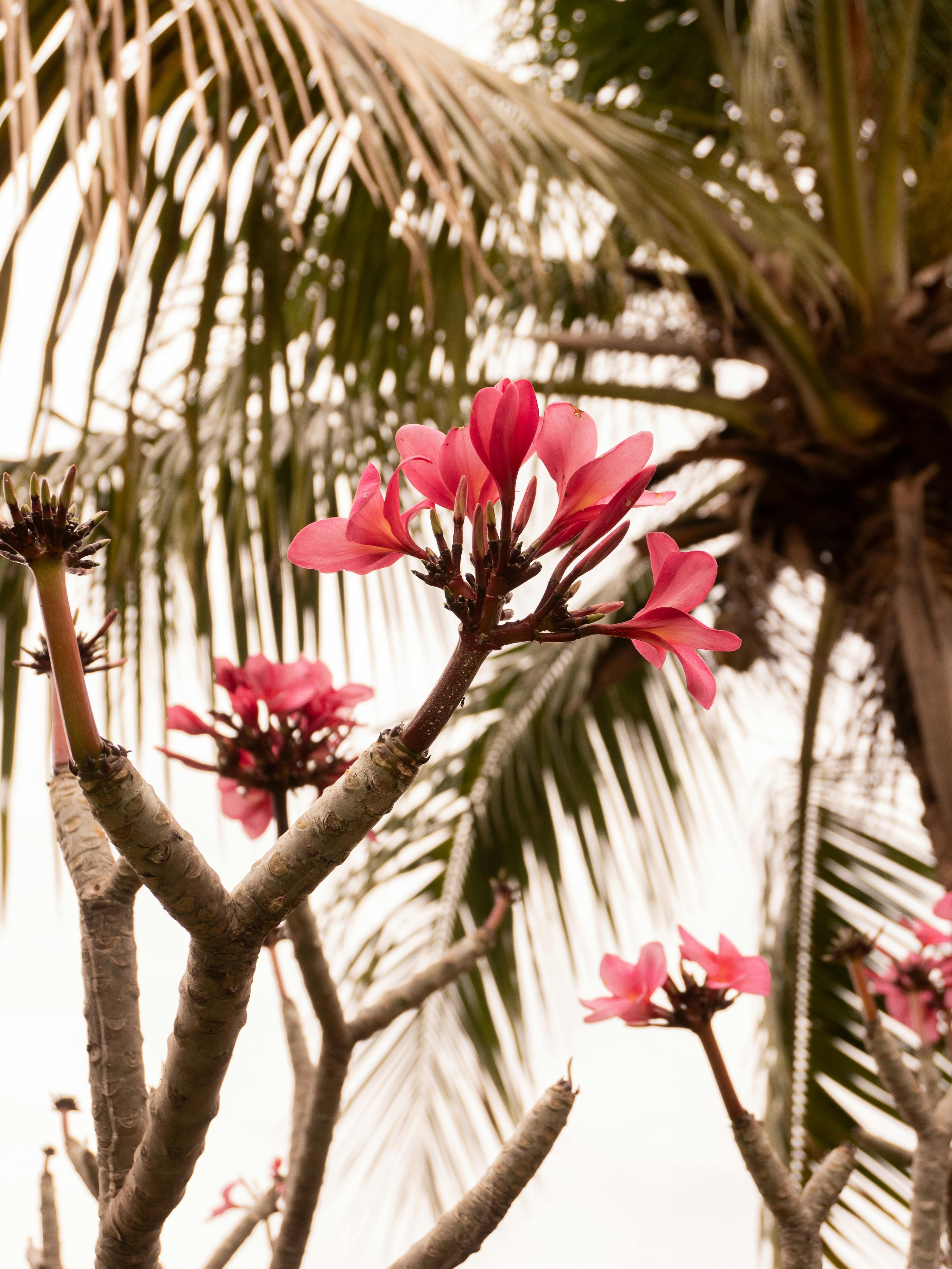 Traditional Hawaiian luau experience